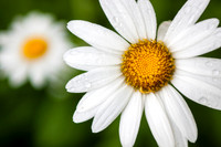 Ephemeral Bloom