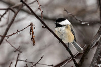 Winter chickadee