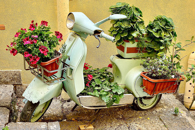 Scooter Flowers