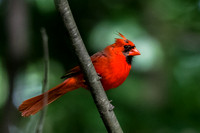 The Red Standout