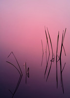 Dawn in Silhouette
