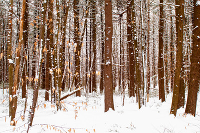 Winter Forest with Snow