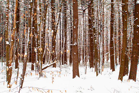 Winter Forest with Snow
