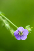 Small Purple Flower