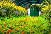 Field of Color in Giverny