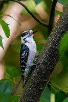 Woodpecker in the Green