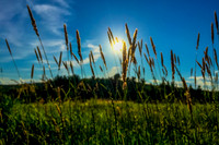Sun Between the Grasses
