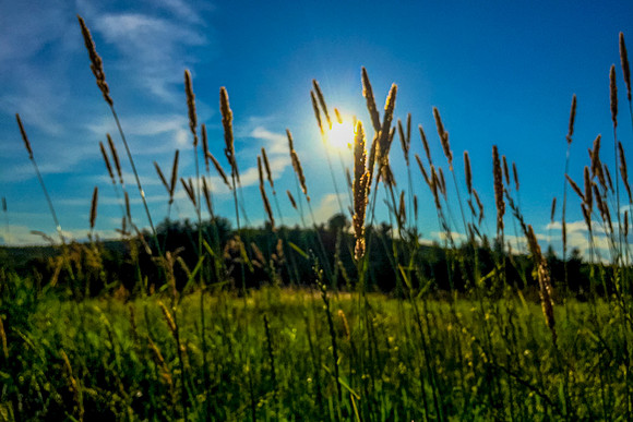 Sun Between the Grasses