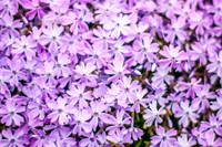 Sea of Phlox