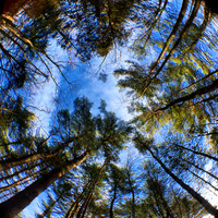 Through the Canopy