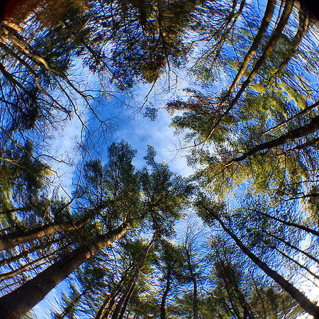 Through the Canopy