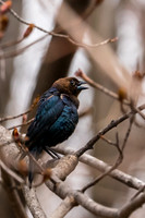 Muted Melody