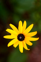 Floating in Focus