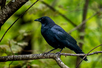 The Watcher