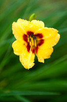 Rain Kissed Lily