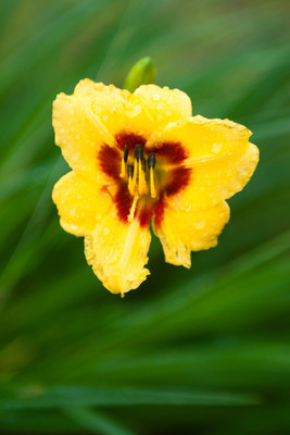 Rain Kissed Lily